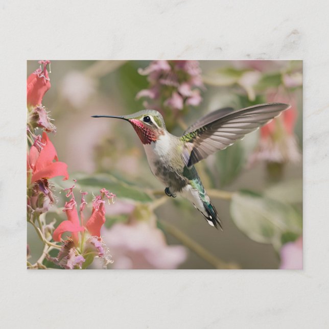 Carte Postale Colibri à queue large en vol (Devant)