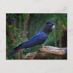 Carte Postale Colibri à queue rousse