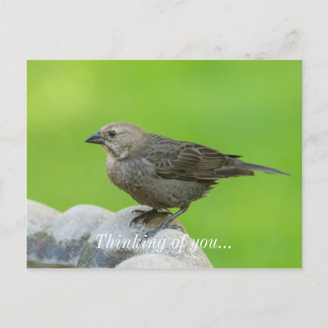 Carte Postale Colibri à tête Brown (Devant)