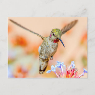 Carte Postale Colibri À Throses Volant Au-Dessus Des Fleurs