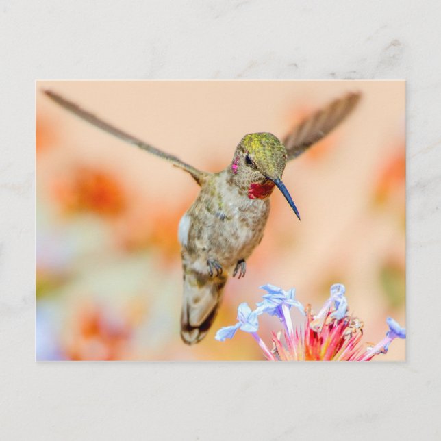 Carte Postale Colibri À Throses Volant Au-Dessus Des Fleurs (Devant)