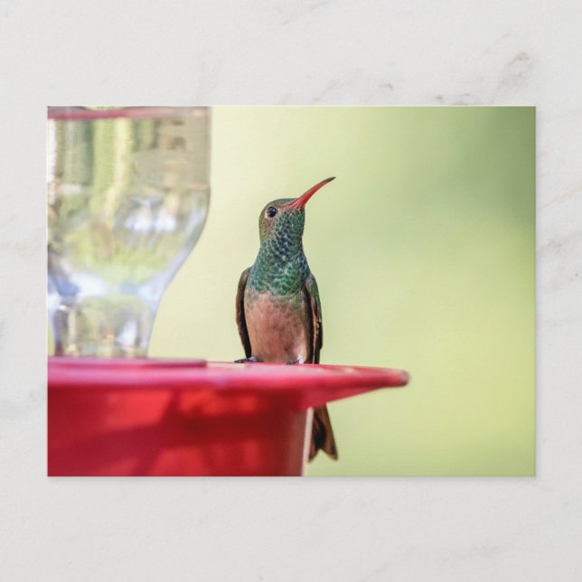 Carte Postale Colibri à ventre cassé au Texas (Devant)