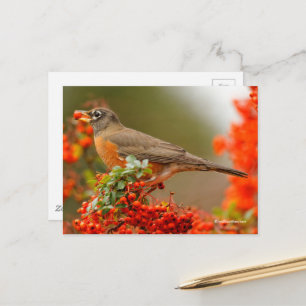 Carte Postale Colibri américain avec Berry rouge