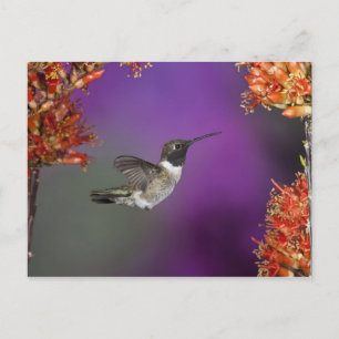 Carte Postale Colibri, Archilochus alexandri,