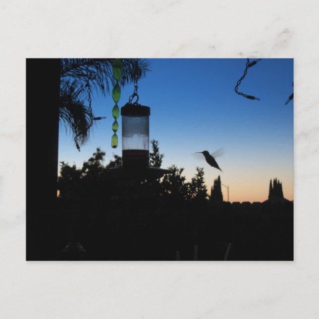 Carte Postale Colibri au coucher du soleil (Devant)