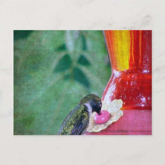 Carte Postale Colibri au mangeoire (Devant)
