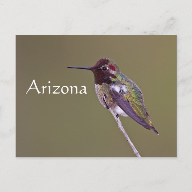 Carte Postale Colibri au repos, Arizona (Devant)