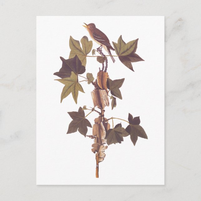 Carte Postale Colibri Audubon Traill (Devant)