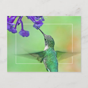 Carte Postale Colibri avec Mona Lavender