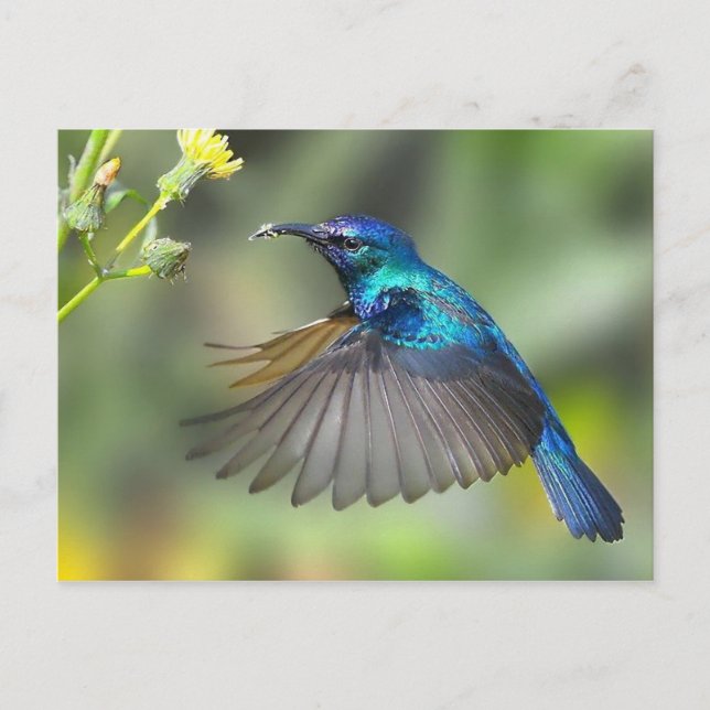 Carte Postale Colibri bleu (Devant)