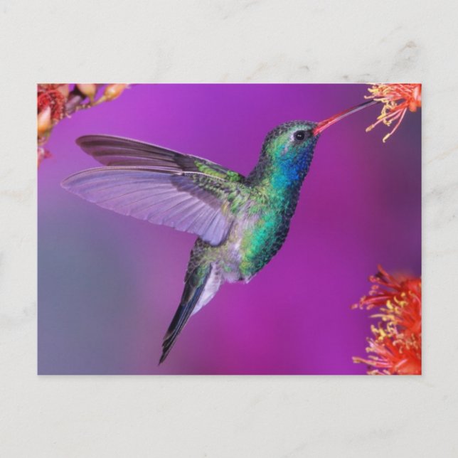 Carte Postale Colibri bleu-vert (Devant)