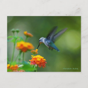 Carte Postale Colibri bourdonnant !