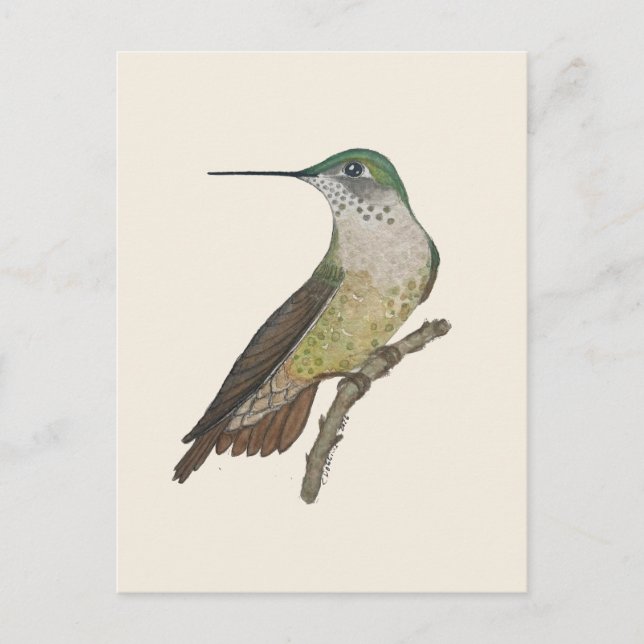 Carte Postale Colibri Calliope femelle (Devant)