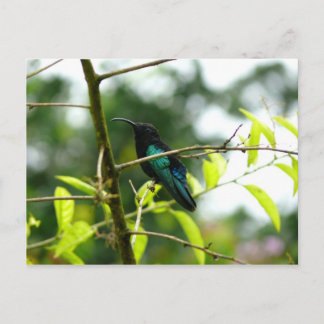 Carte Postale Colibri (Colibri) - Martinique, FWI