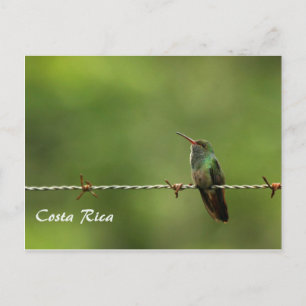 Carte postale Colibri Costa Rica