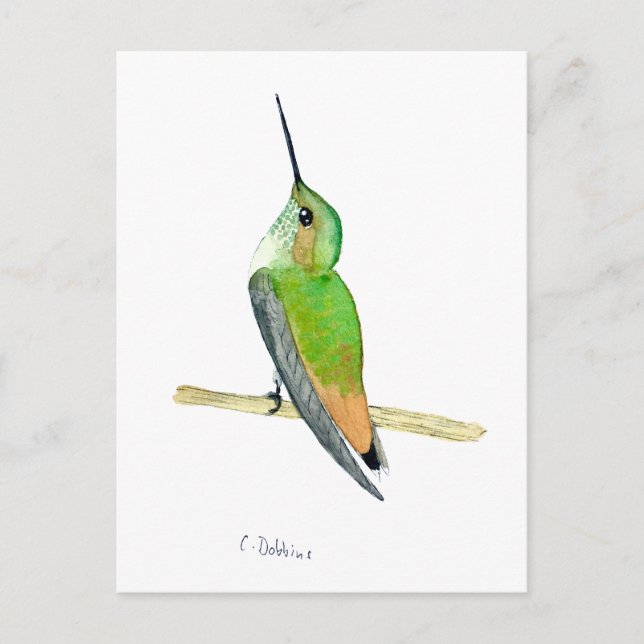 Carte Postale Colibri d'Allen (Devant)