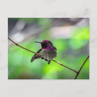 Carte Postale Colibri d'Anna