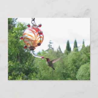 Carte Postale Colibri d'Anna