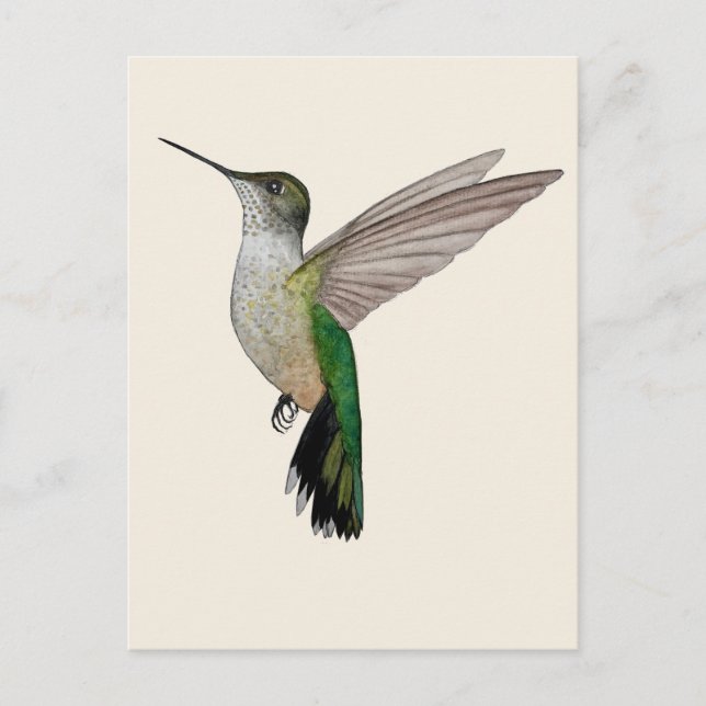 Carte Postale Colibri d'Anna (Devant)