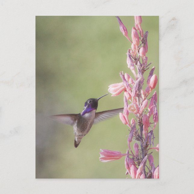 Carte Postale Colibri de Charme Costa (Devant)