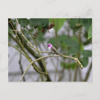 Carte Postale Colibri de Costa