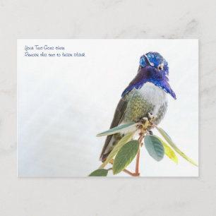 Carte postale : Colibri de Costa