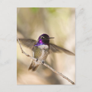 Carte Postale Colibri de Costa