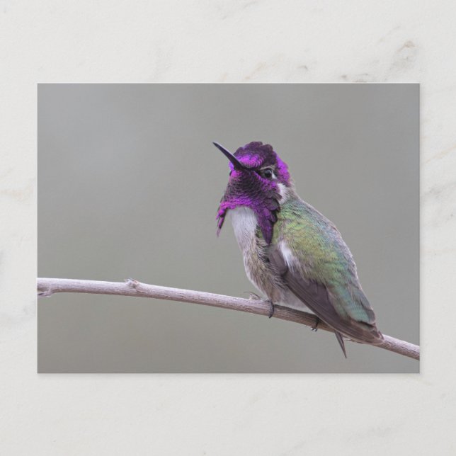 Carte Postale Colibri de Costa (Devant)