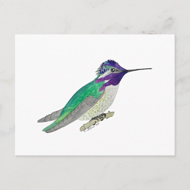 Carte Postale Colibri de Costa (Devant)