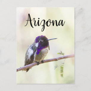 Carte Postale Colibri de Costa perché sur une branche, Arizona