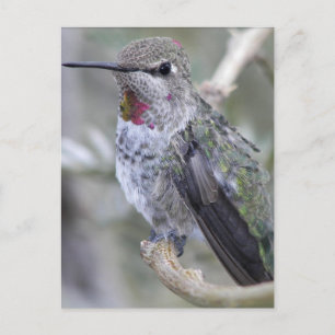 Carte Postale Colibri de jardin