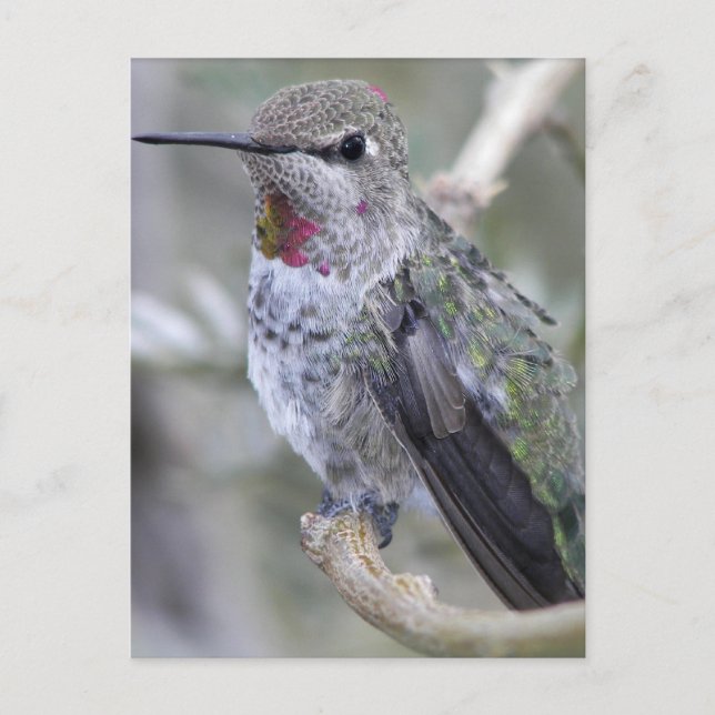Carte Postale Colibri de jardin (Devant)
