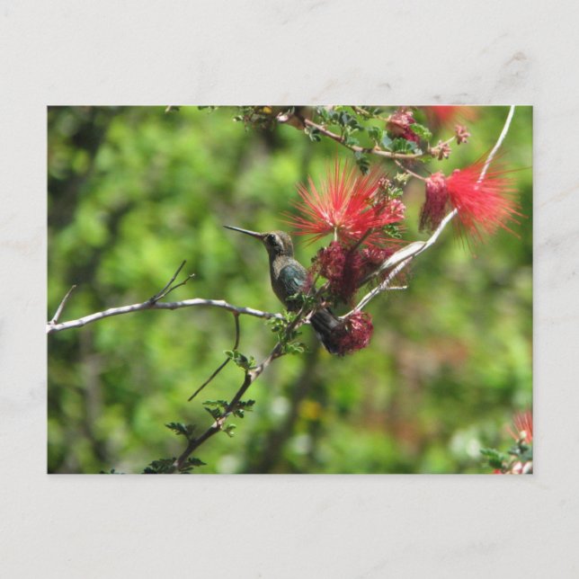 Carte Postale Colibri de l'Arizona (Devant)