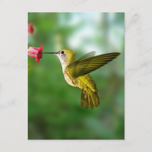 Carte Postale Colibri De Oro República Dominicana (Devant)