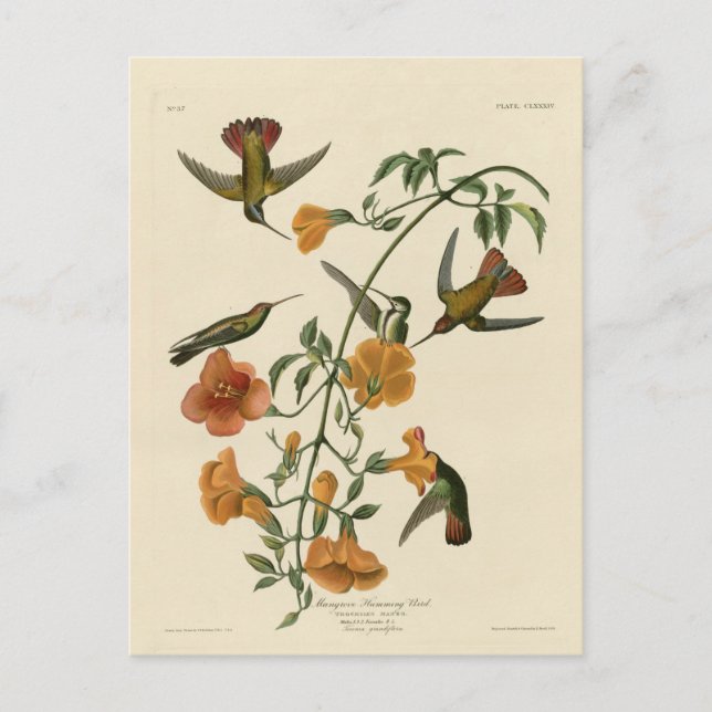 Carte Postale Colibri de palétuvier (Devant)
