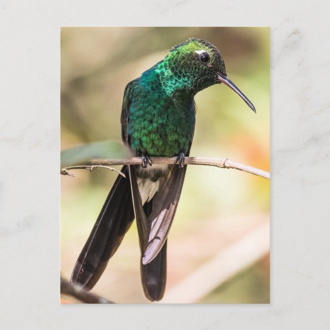 Carte Postale Colibri d'émeraude cubain (Devant)