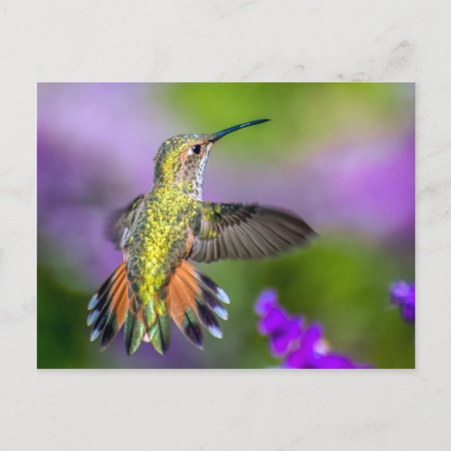 Carte Postale Colibri en fleurs violettes (Devant)
