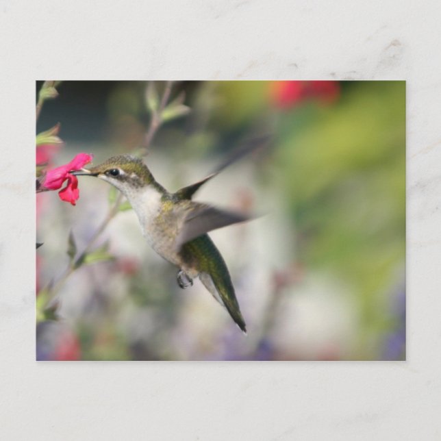 Carte Postale Colibri en vol (Devant)