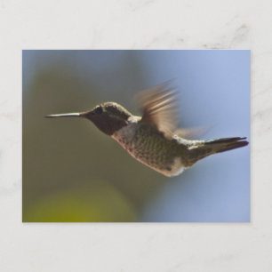 Carte Postale Colibri en vol
