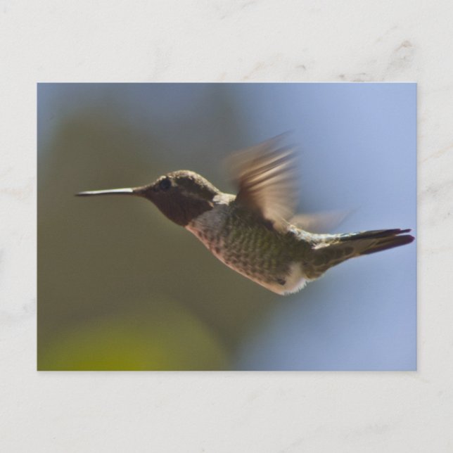 Carte Postale Colibri en vol (Devant)