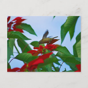 Carte Postale Colibri en vol