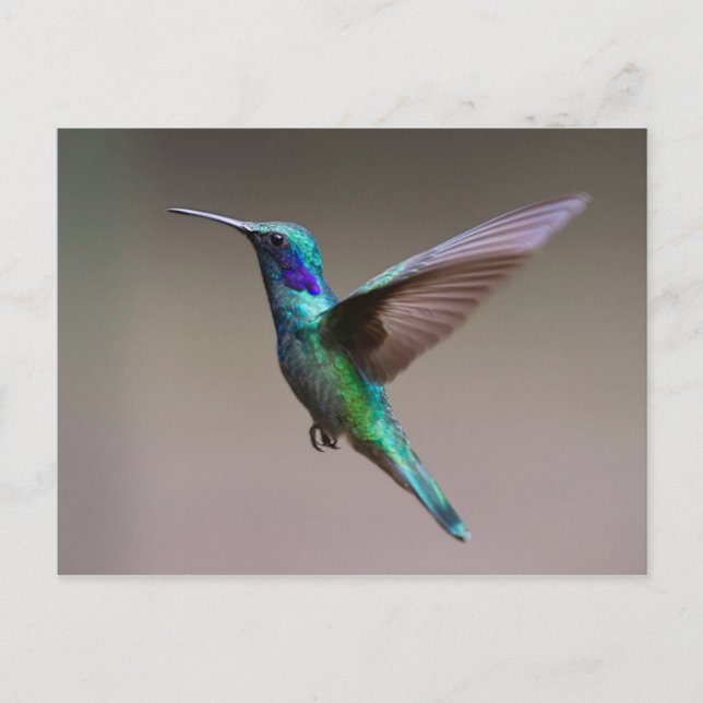 Carte Postale Colibri en vol (Devant)
