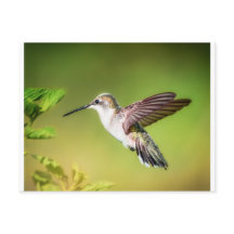Colibri en vol
