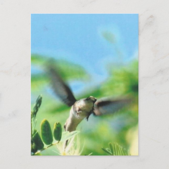 Carte Postale Colibri en vol (Devant)