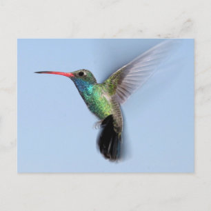Carte Postale Colibri en vol