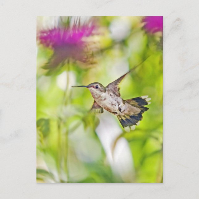 Carte Postale Colibri et Baume des abeilles (Devant)