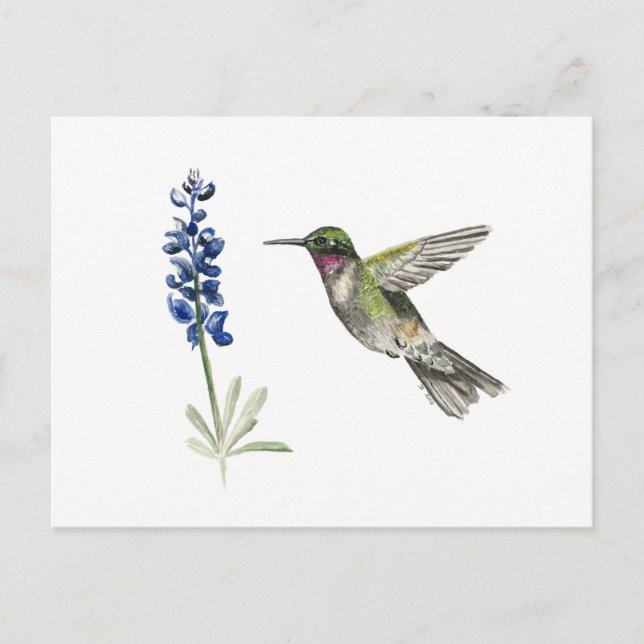 Carte Postale Colibri et Bluebonnet (Devant)