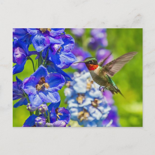 Carte Postale Colibri Et Delphinium (Devant)