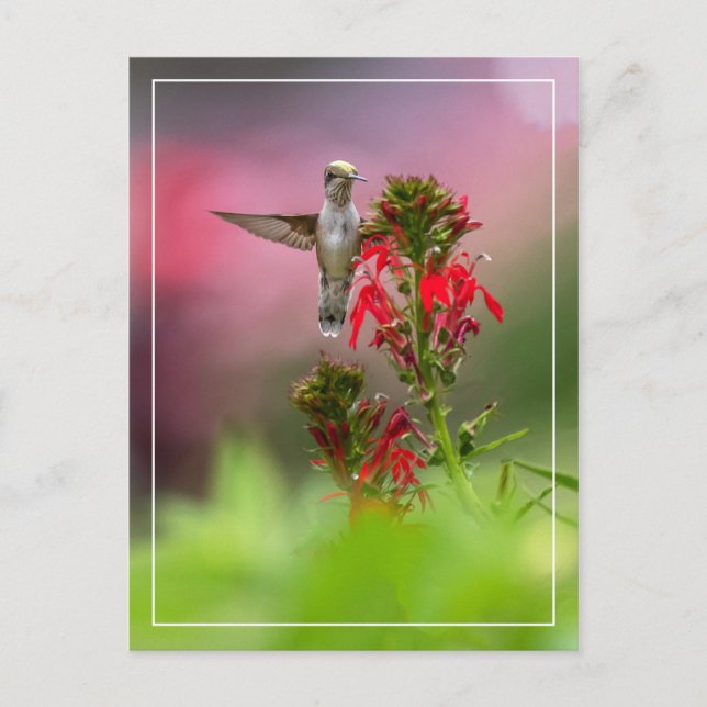 Carte Postale Colibri Et Fleur Cardinale (Devant)