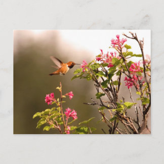 Carte Postale Colibri et fleurs